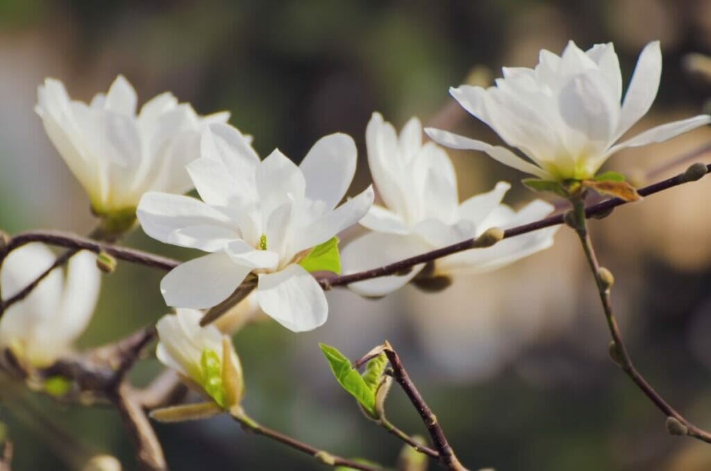 Magnolia blanc (Magnolia)