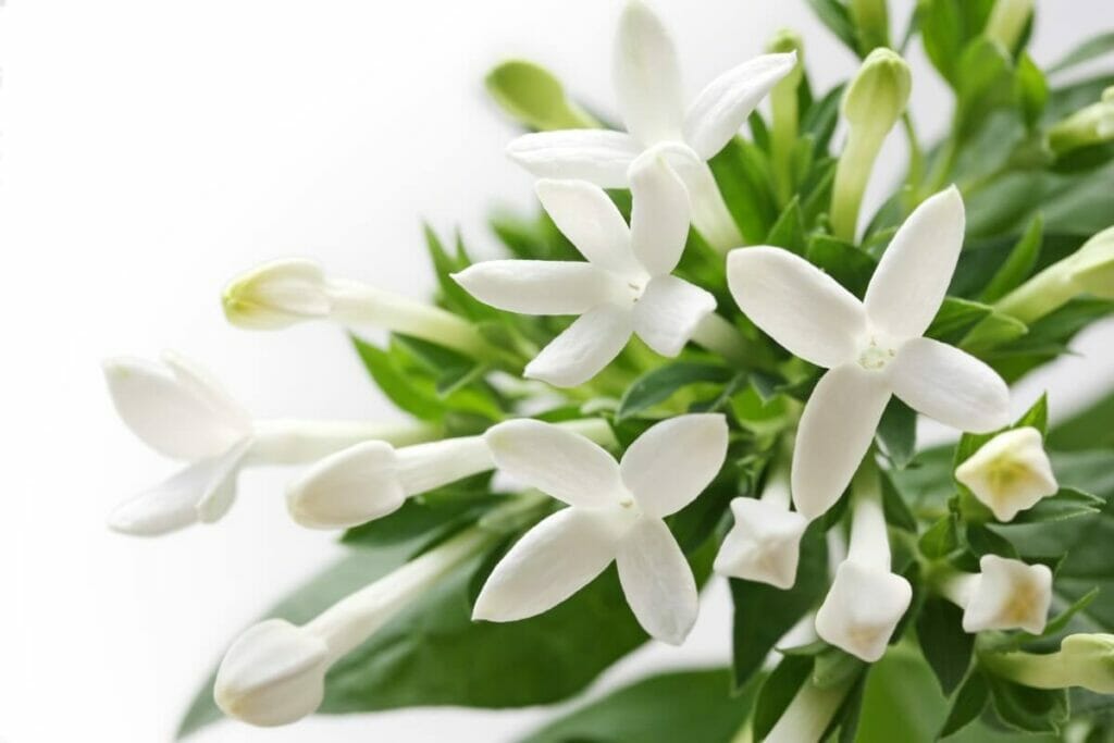 Fleurs de bouvardia blanc (Bouvardia)