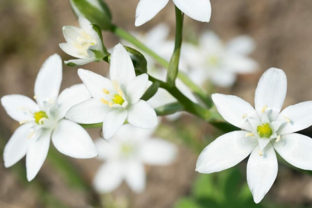 Étoile de Bethléem (Ornithogalum)
