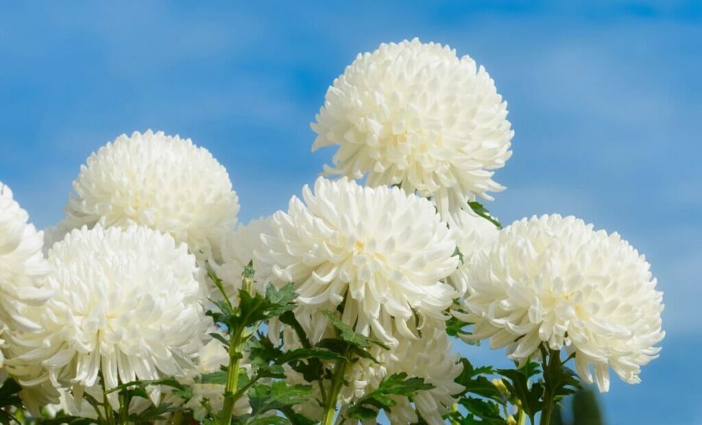 Fleurs de chrysanthème blanc (chrysanthème)