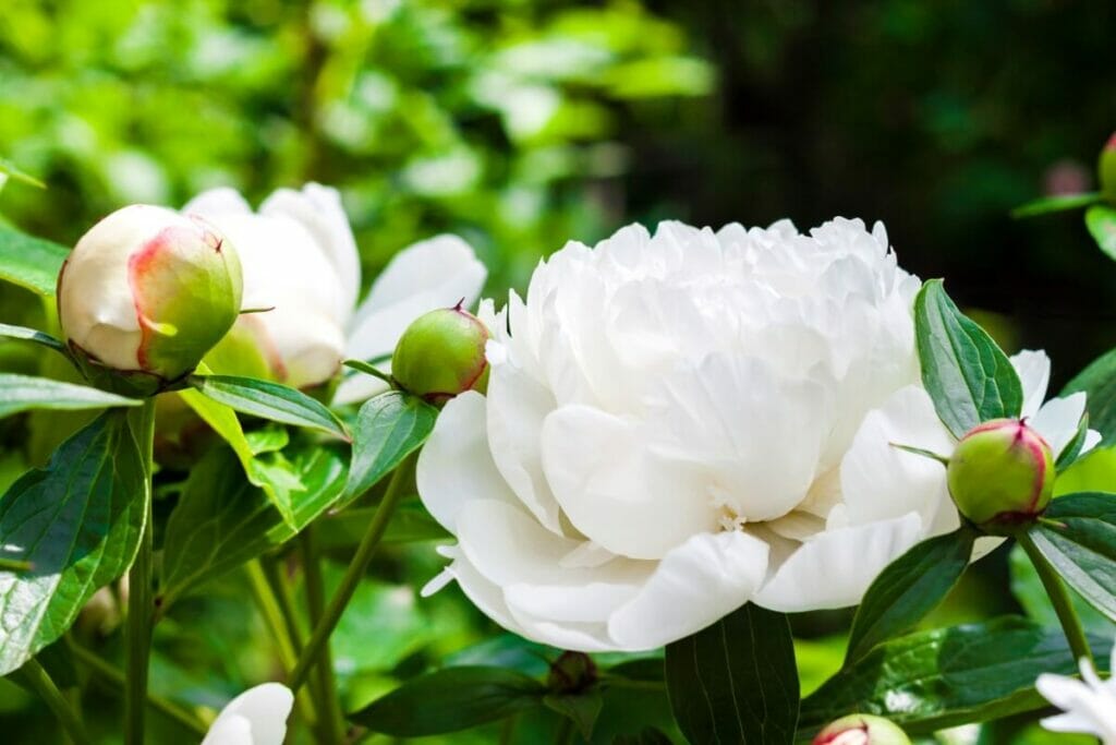 Fleurs de pivoine blanche (Paeonia)