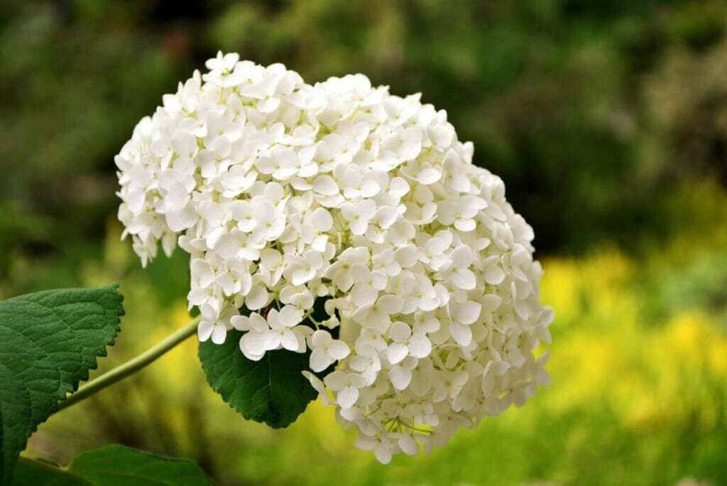 Fleurs d'hortensia blanc (hortensia)