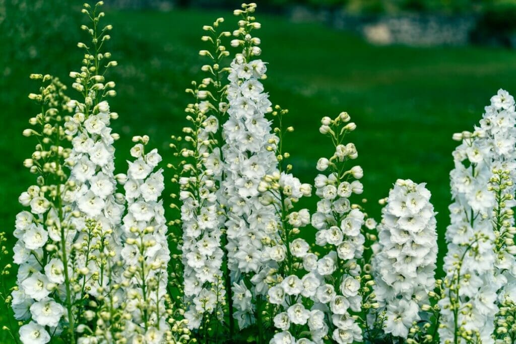 Pied d'alouette blanc (Delphinium)