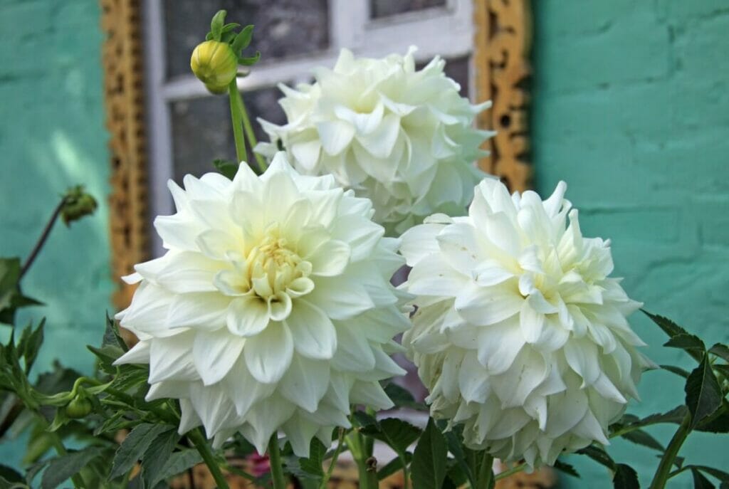 Fleurs de Dahlia blanc (Dahlia)