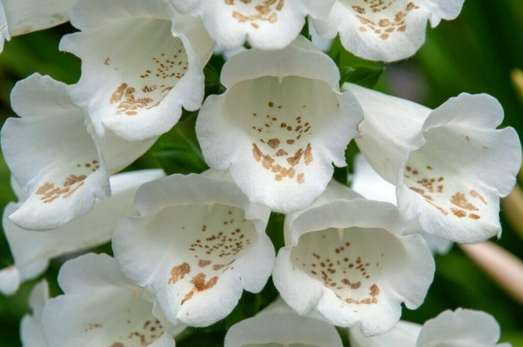 Digitale blanche (Digitalis)