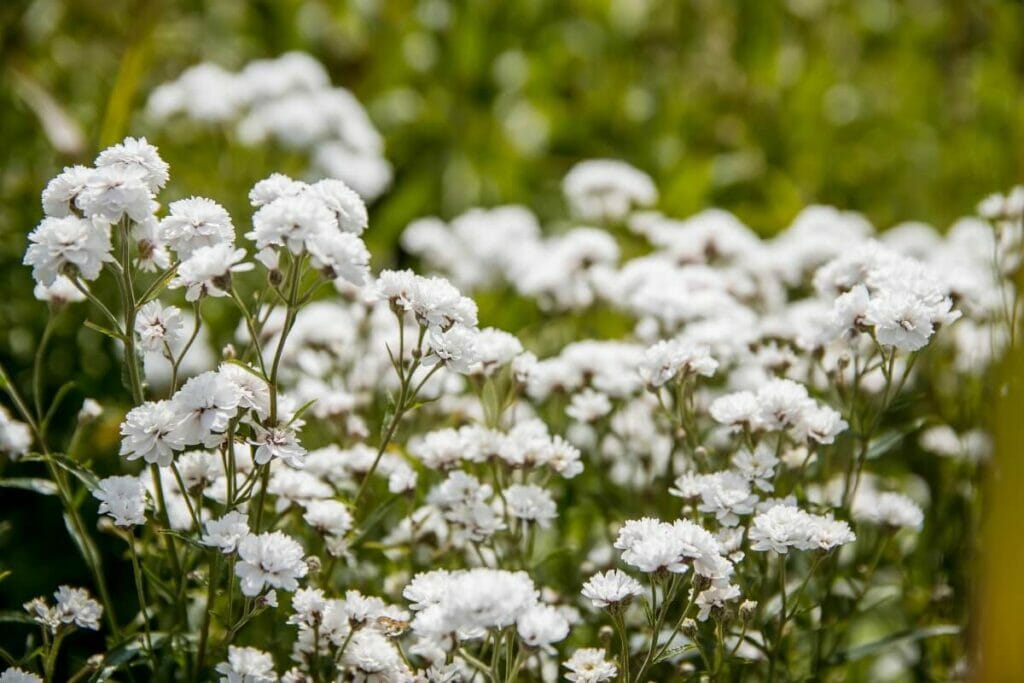 Souffle de bébé (Gypsophila)