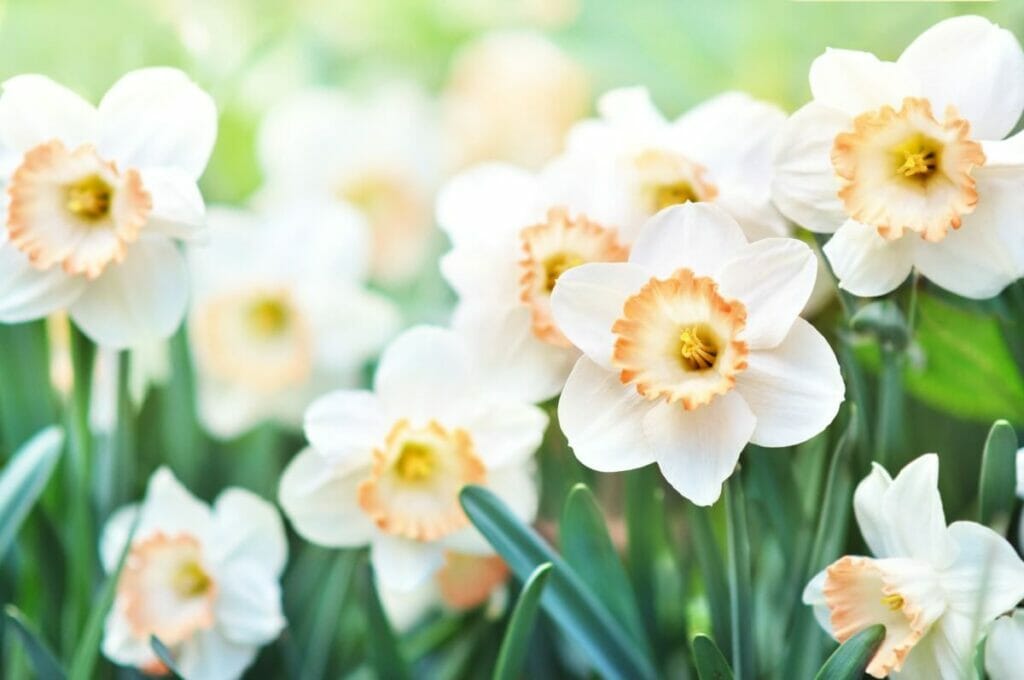 Fleurs de jonquilles blanches (Narcisse)