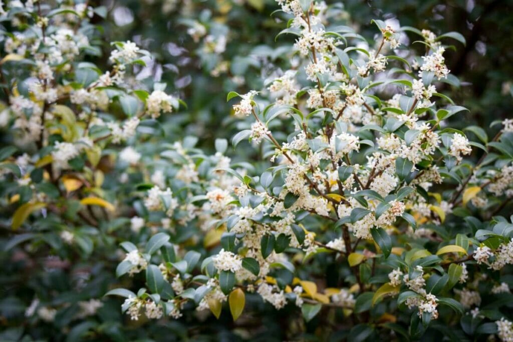 Fleurs d'osmanthus blanc (Osmanthus)