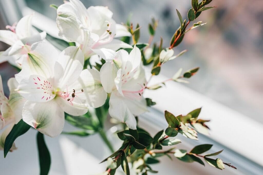 Lys blanc du Pérou (Alstroemeria)