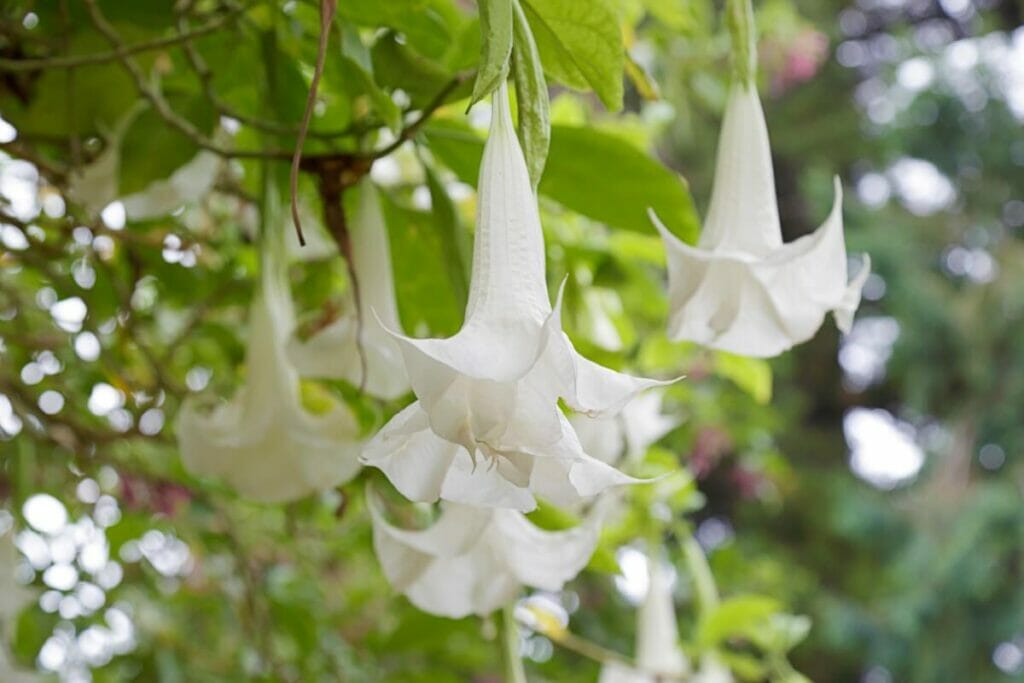 Fleur de trompette blanche (Brugmansia)