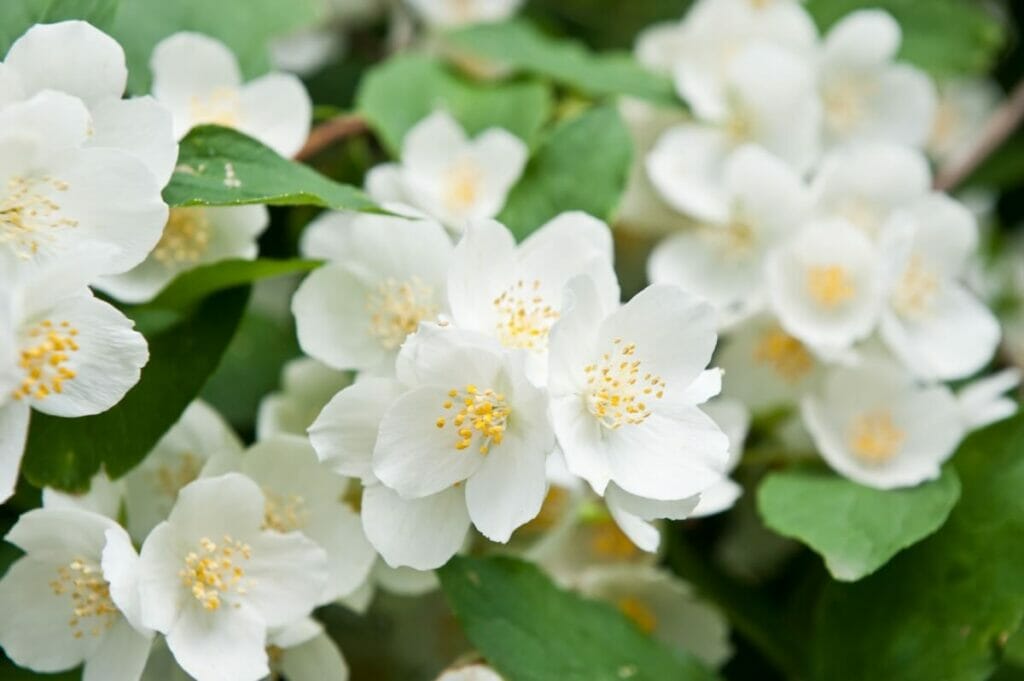 Fleurs d'oranger blanc (Philadelphus)
