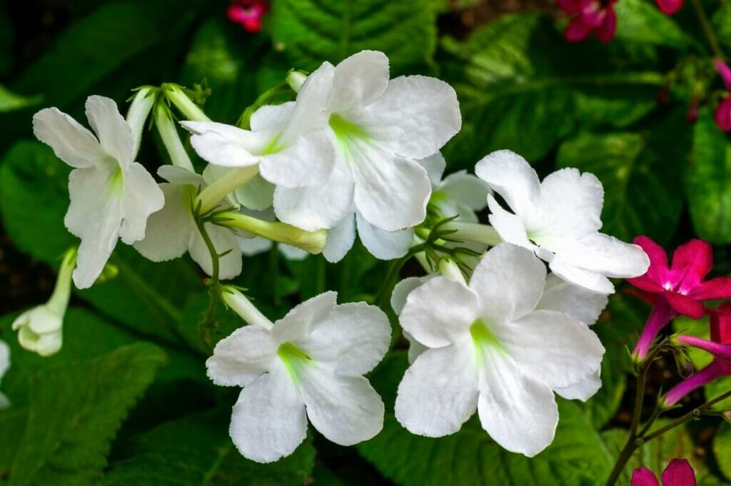 Fleurs de steptocarpus blanc (Streptocarpus)