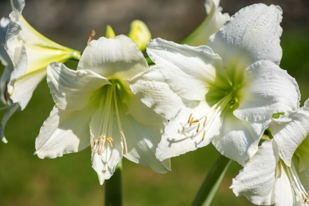 Amaryllis blanc (Amaryllis)