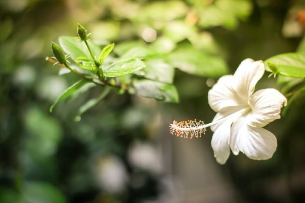 Fleurs d'Hibiscus blanc (Hibiscus)