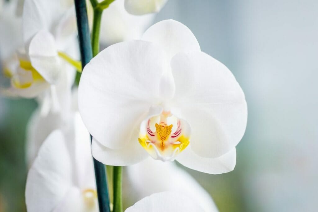 Orchidée mite blanche (Phalaenopsis)
