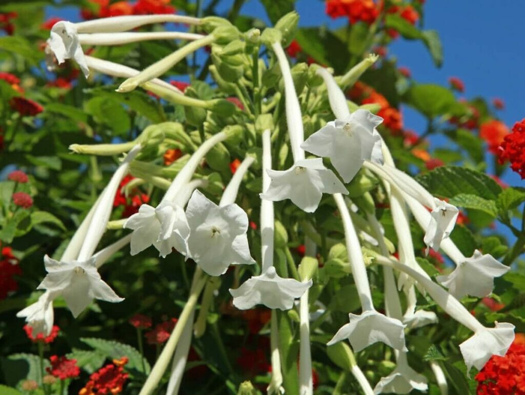 Tabac des bois (Nicotiana sylvestris)