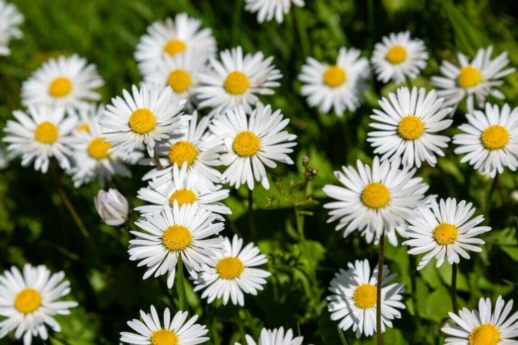 Marguerite commune (Bellis perennis)