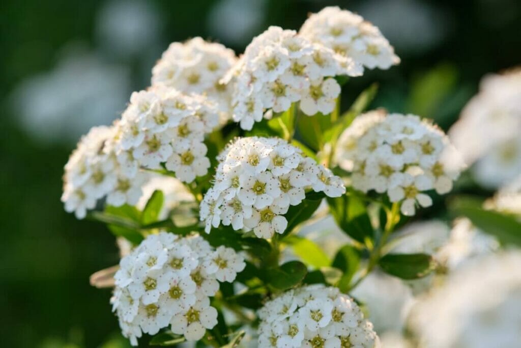 Spirée blanche (Spiraea)