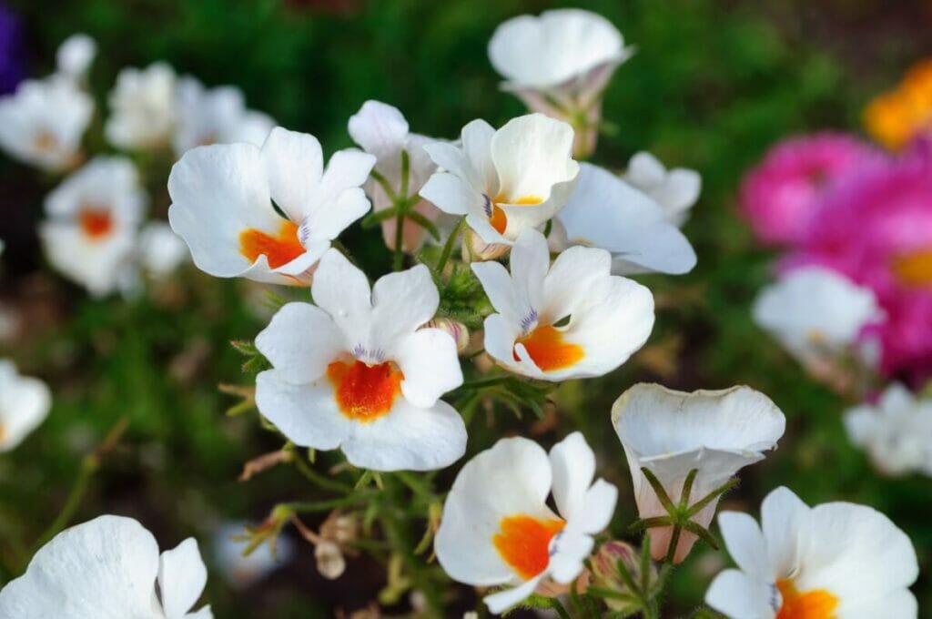 Fleurs de némésia blanc (Nemesia)