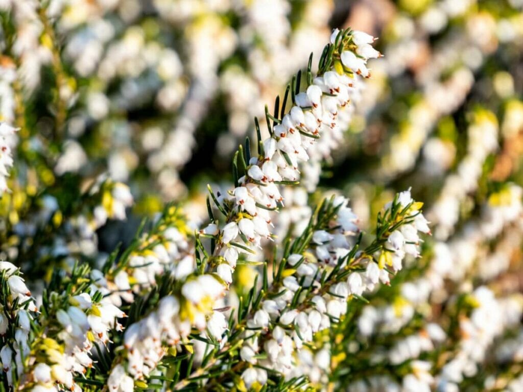 Bruyère hivernale (Erica carnea)