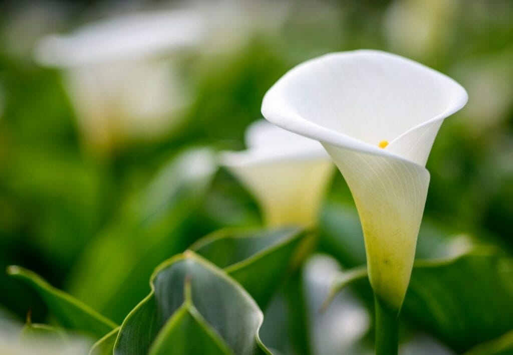 Fleurs de lys blanc (Zantedeschia)
