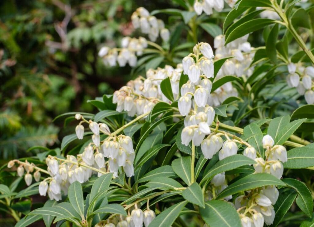 Andromède du Japon (Pieris japonica)