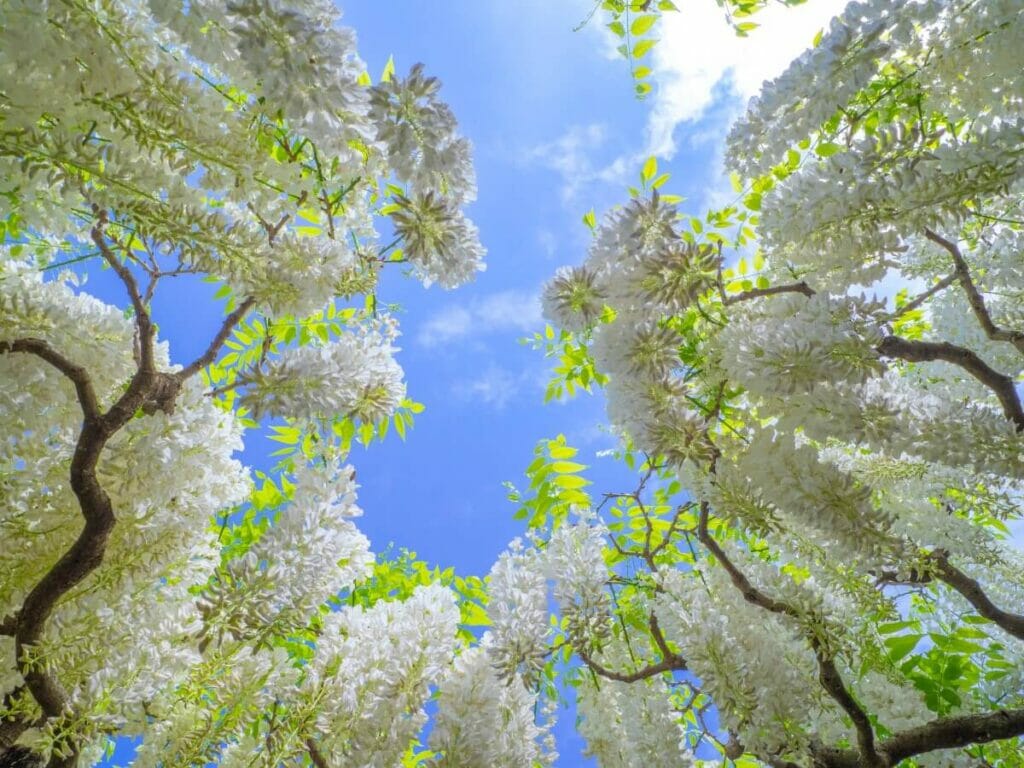 Glycine japonaise blanche (Wisteria floribunda 'Alba')