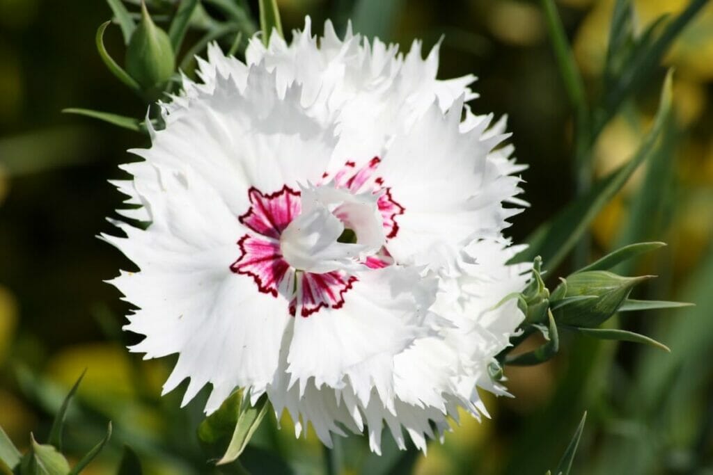 Fleurs de dianthus blanc (Dianthus)