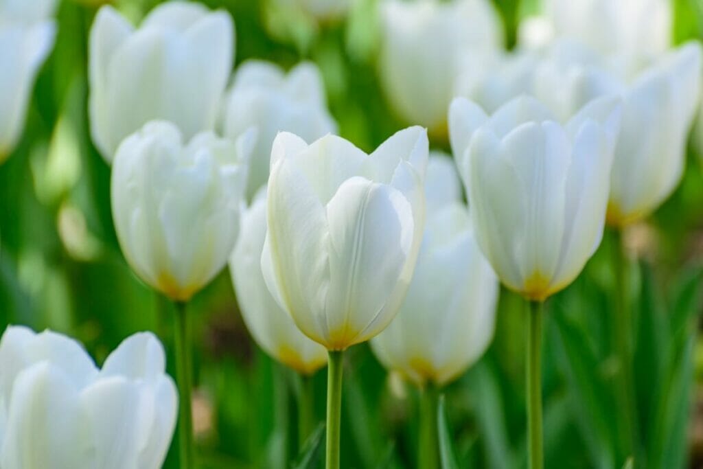 Tulipe blanche (Tulipa)