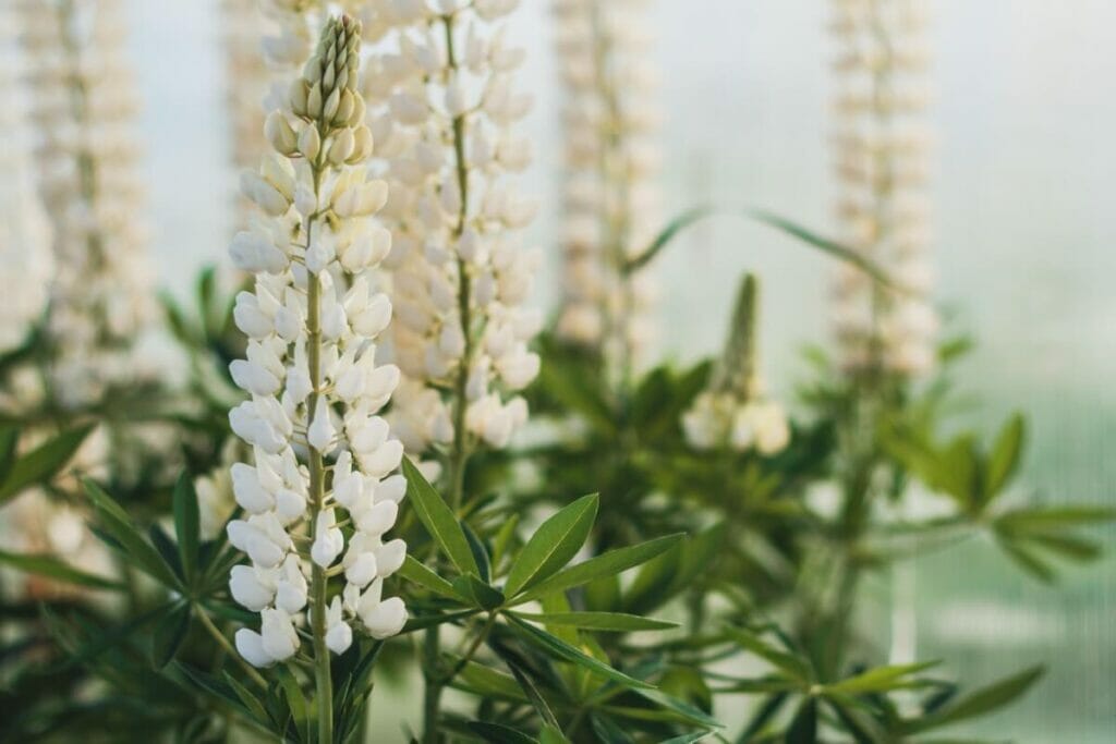Fleurs de lupin blanc (Lupinus)
