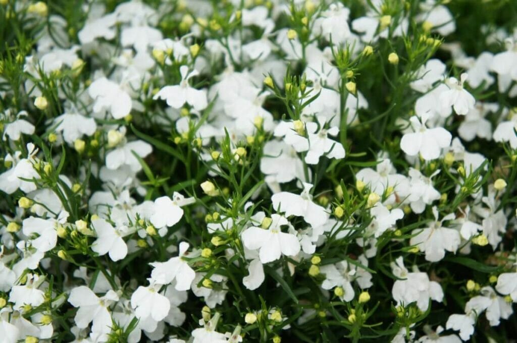Lobélie blanche (Lobelia)