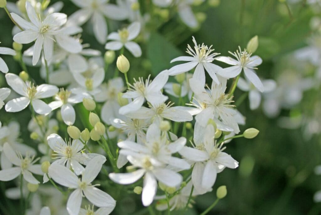 Fleurs de clématite blanche (clématite)