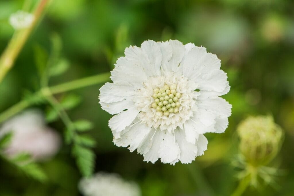 Coussinets (Scabiosa)