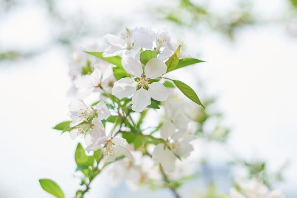 Fleurs de bégonia blanc (Bégonia)