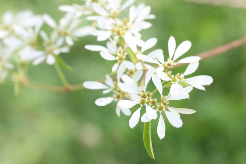 Neiges du Kilimandjaro (Euphorbia leucocephala)