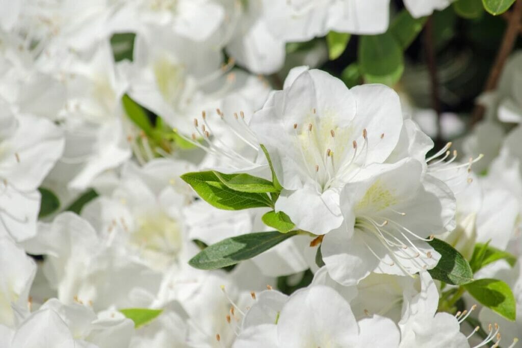 Fleurs d'azalée blanche (Rhododendron)