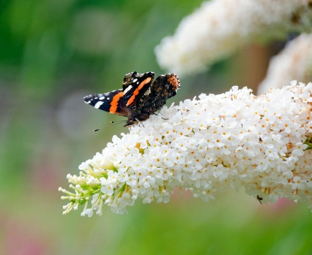 Buisson à papillons (Buddleja)