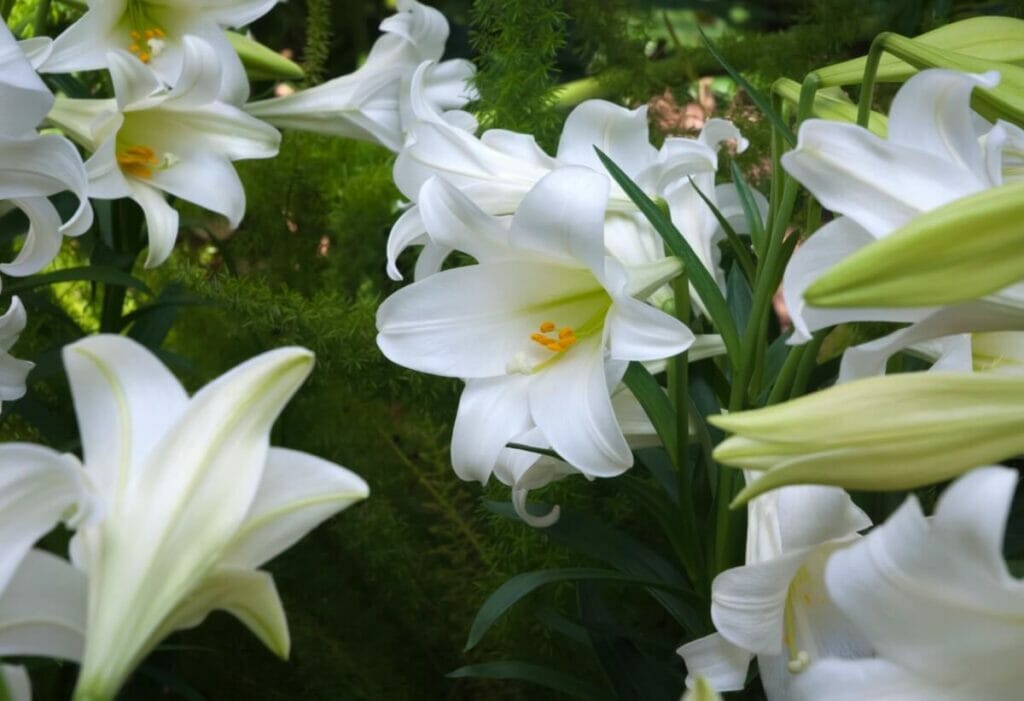 Fleurs de lis de Pâques blanc (Lilium longiflorum)