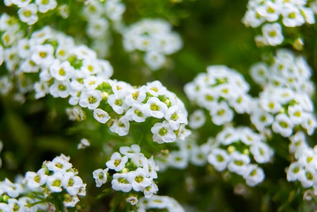 Alysson doux (Lobularia maritima)