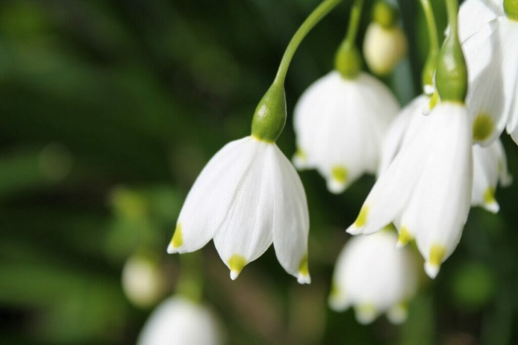 Perce-neige blanc (Galanthus)