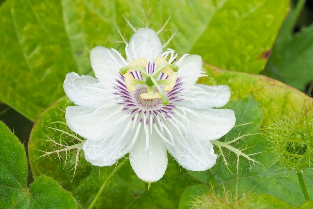 Passiflore (Passiflora foetida)