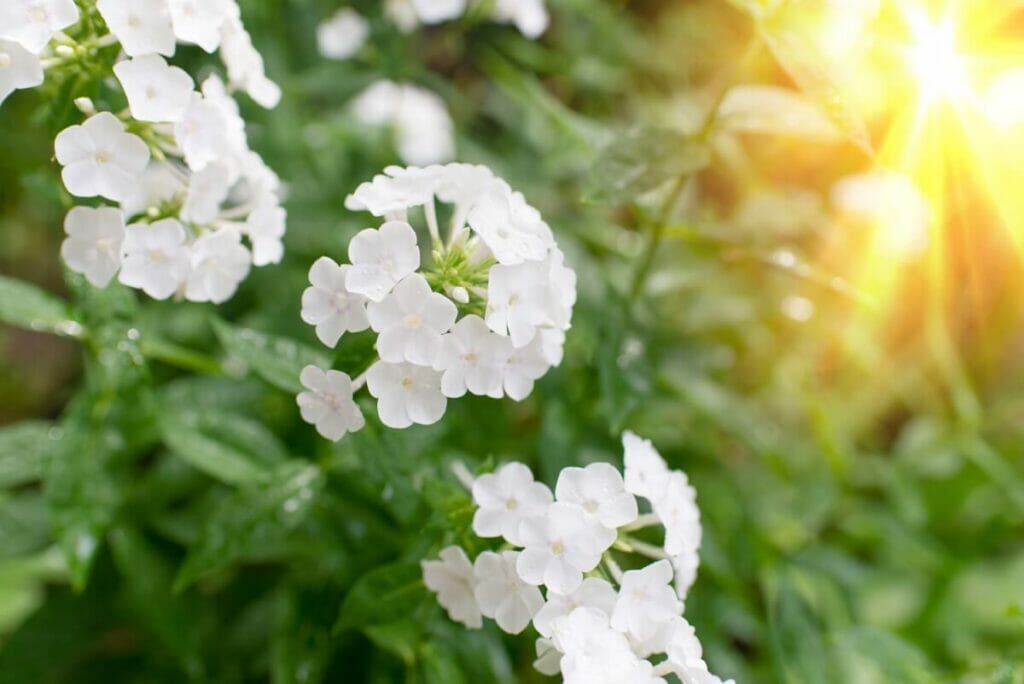 Fleurs de Phlox blanc (Phlox)