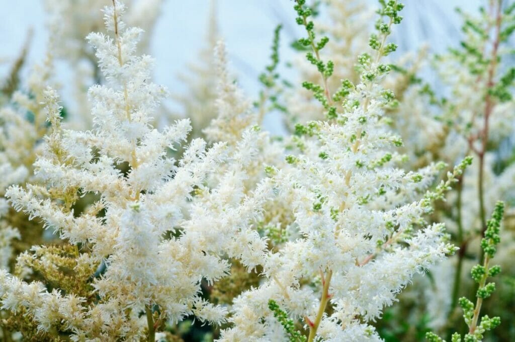 Astilbe (Astilbe)