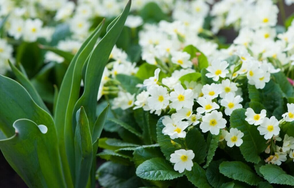 Fleurs de primevère blanche (Primula vulgaris)