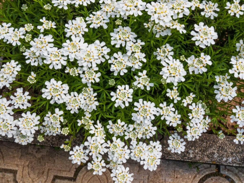 Chandelier blanc (Iberis)