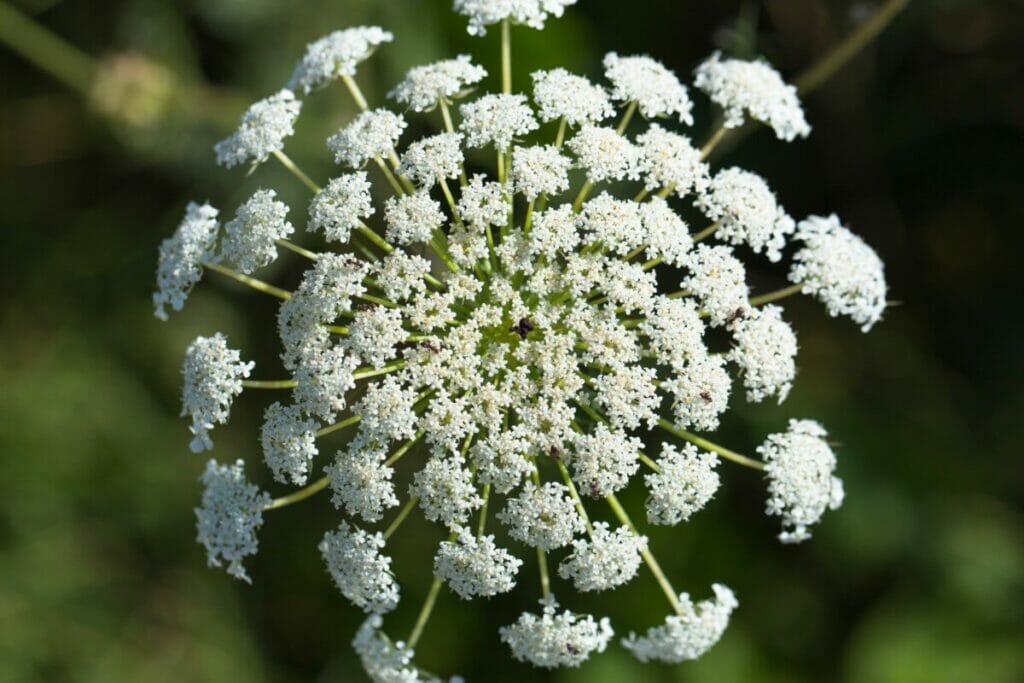 Dentelle de la reine Anne (Daucus carota)
