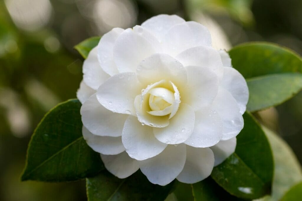Fleurs de camélia blanc (camélia)