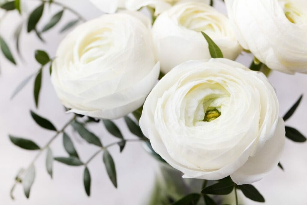Fleurs de Renoncule blanche (Ranunculus)