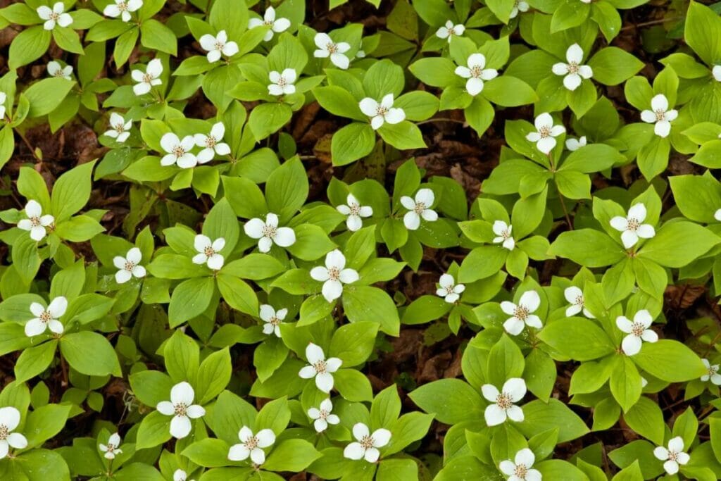 Cornouiller stolonifère (Cornus canadensis)