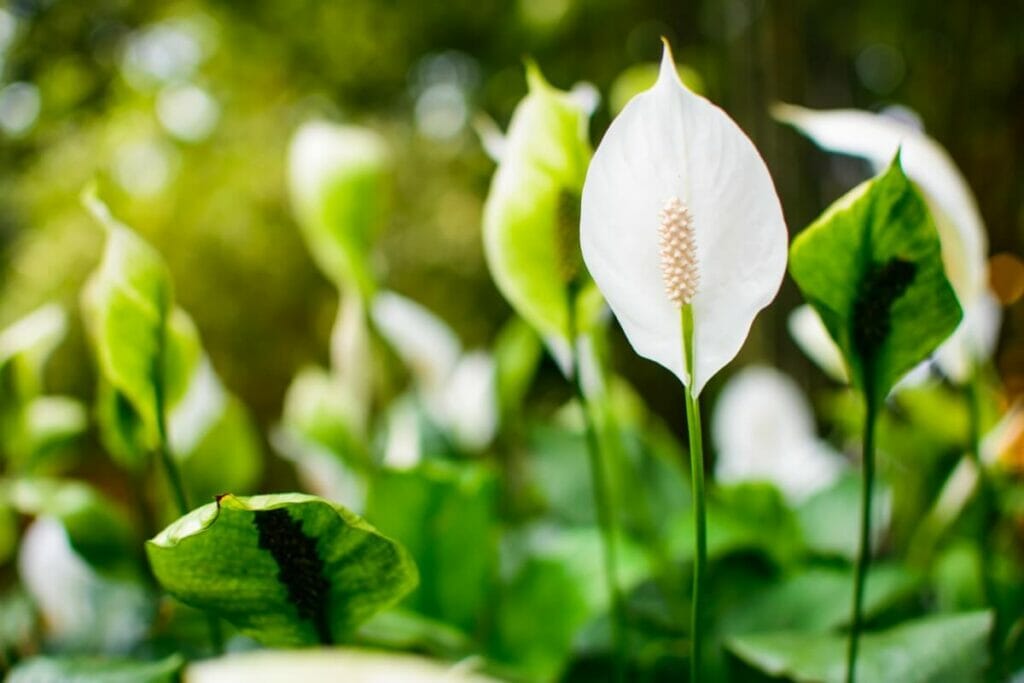 Lis de paix (Spathiphyllum)